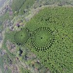 Círculos é misterioso no Japão: drones captura círculos de árvores