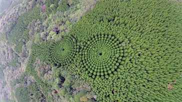 Círculos é misterioso no Japão: drones captura círculos de árvores